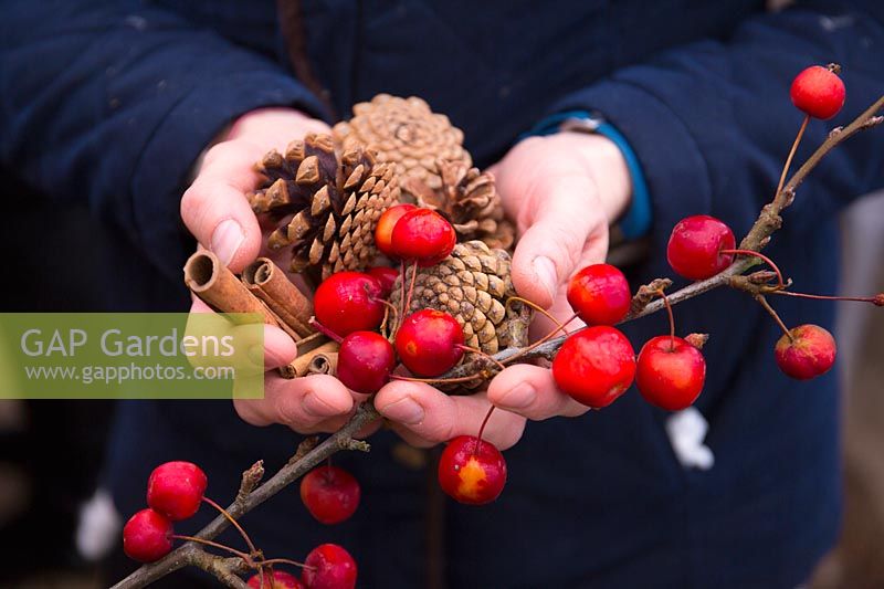 Collecting berries, fern cones and cinnamon sticks to make Christmas decorations