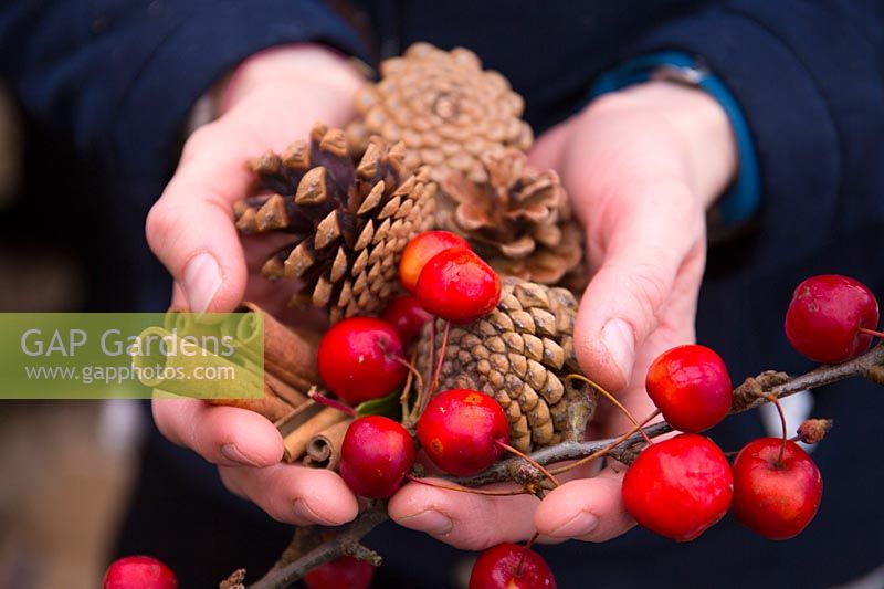 Collecting berries, fern cones and cinnamon sticks to make Christmas decorations.