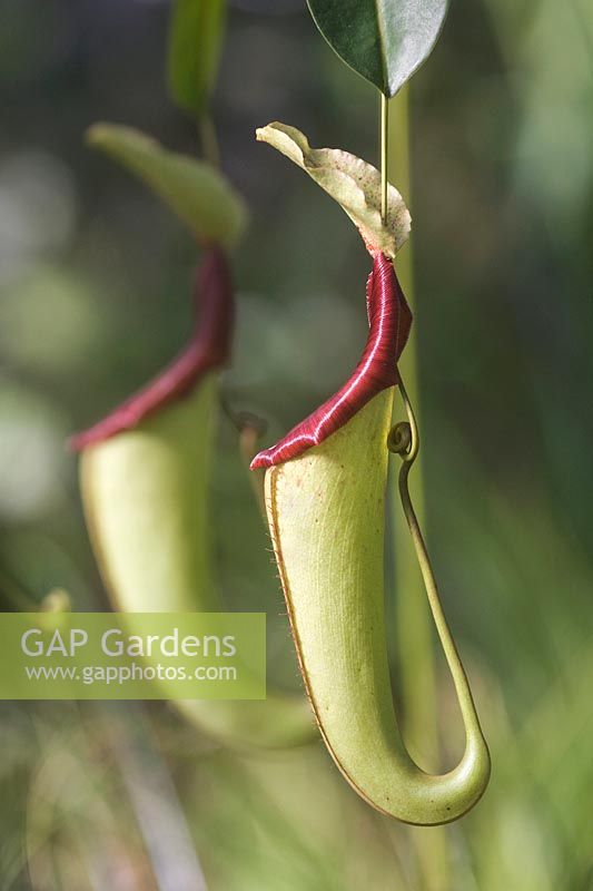 Nepenthes - Tropical pitcher plant 