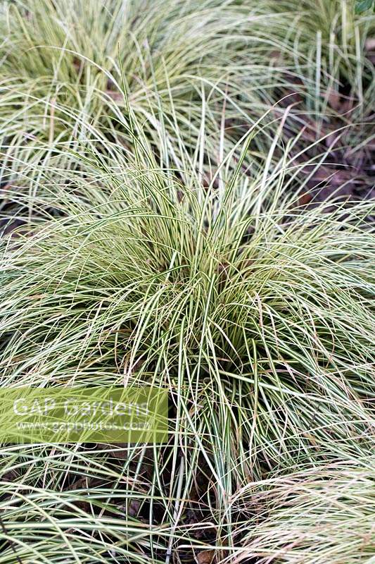 Carex oshimensis 'Evergold' grass - RHS AGM 