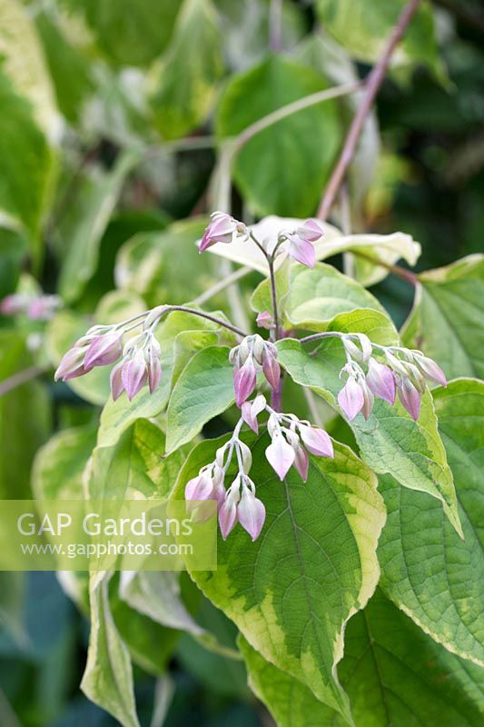 Clerodendrum trichotomum 'Carnival'.