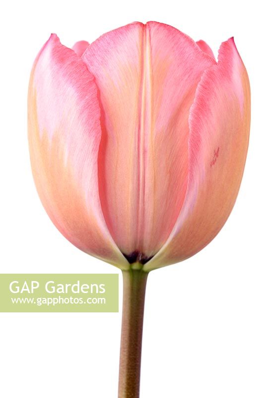 Tulipa  'Design Impression', Tulip Darwin Hybrid Group in March.