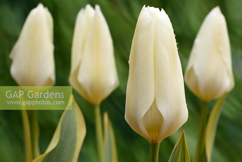 Tulipa 'Purissima Blonde', Tulip Fosteriana Group in April.