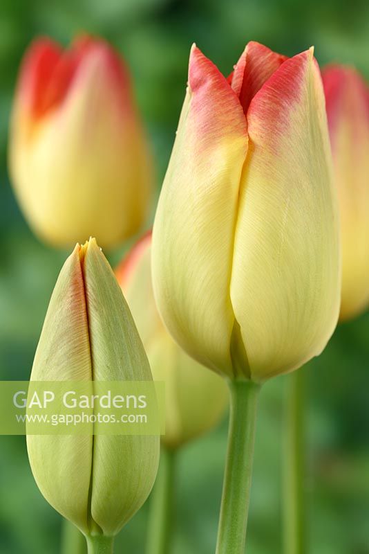 Tulipa  'Suncatcher',  Tulip Triumph Group in April.