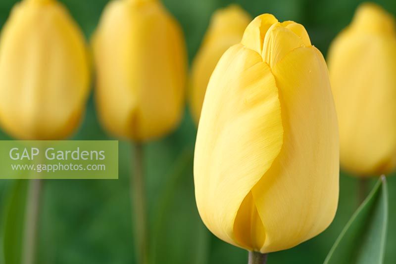 Tulipa  'Golden Oxford',  Tulip  Darwin Hybrid Group in April.