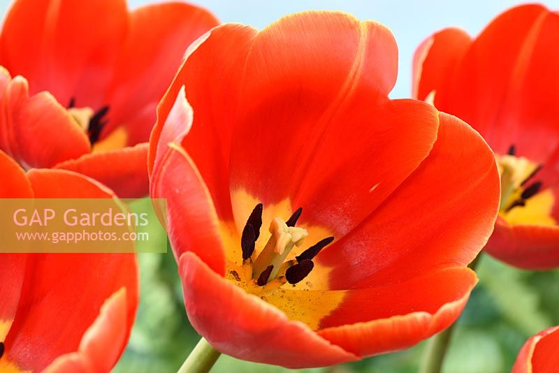 Tulipa 'Verandi', Tulip Triumph Group in April.