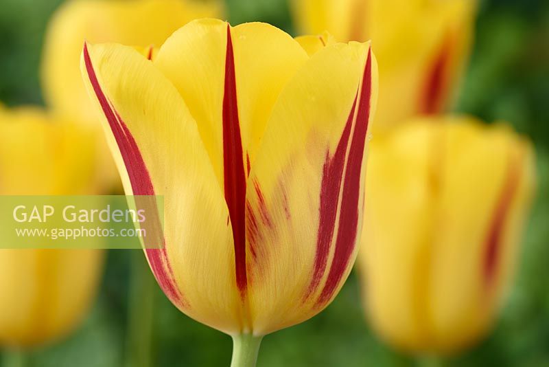 Tulipa  'Washington',  Tulip  Triumph Group in April.