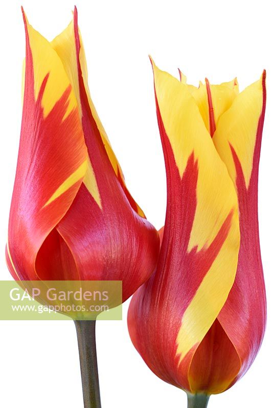 Tulipa 'Fire Wings', Tulip Lily-flowered Group in April.
