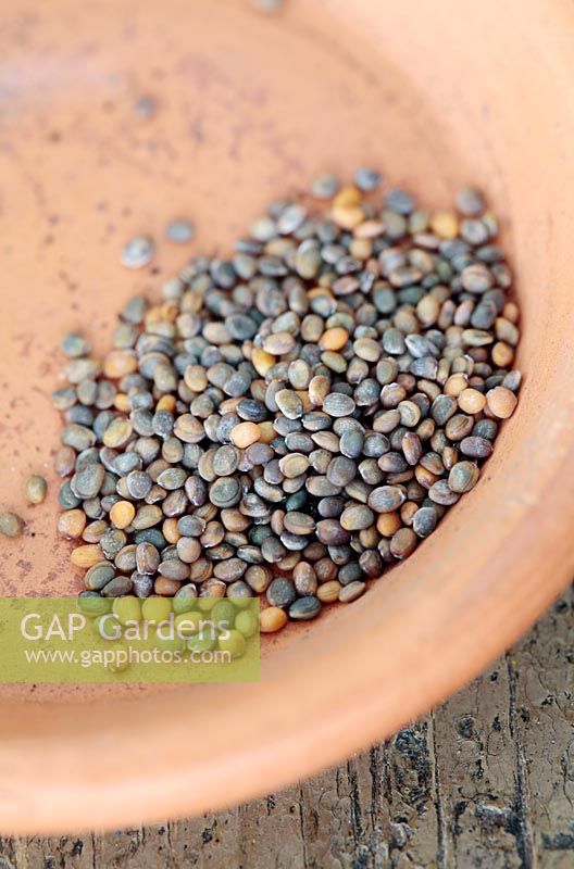 Sweet Rocket - Hesperis matronalis seeds, Cape Town, South Africa