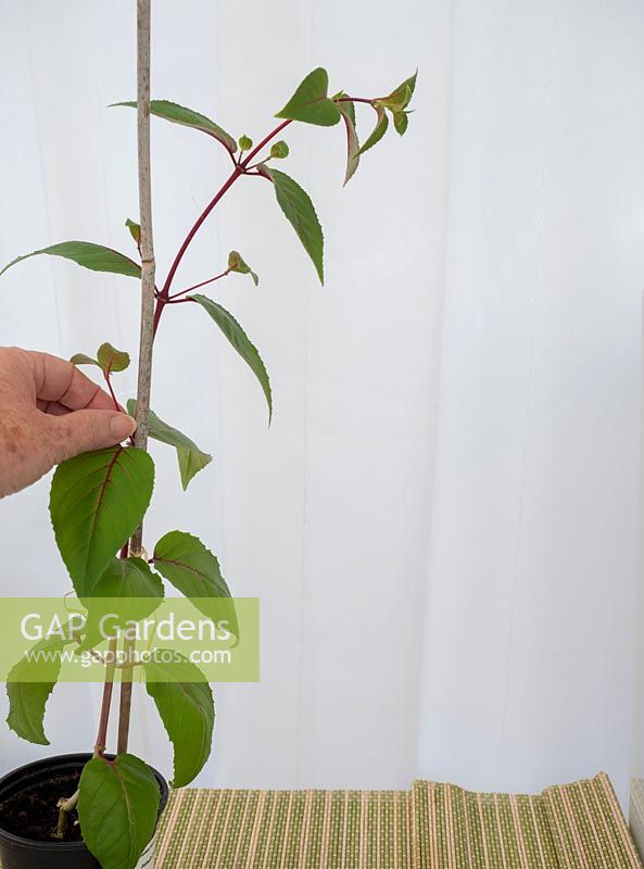 Creating a standard fuchsia from young plantlet bought in spring - remove side shoots from main stem - tie in plant to cane support.
