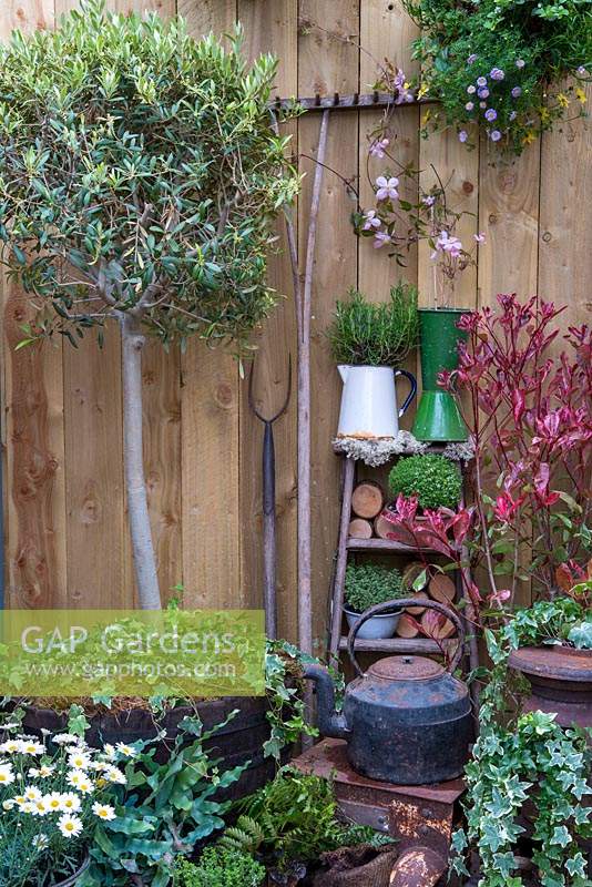 Standard Olive Tree with selection of plants in pots, stepladder shelf and old garden tools