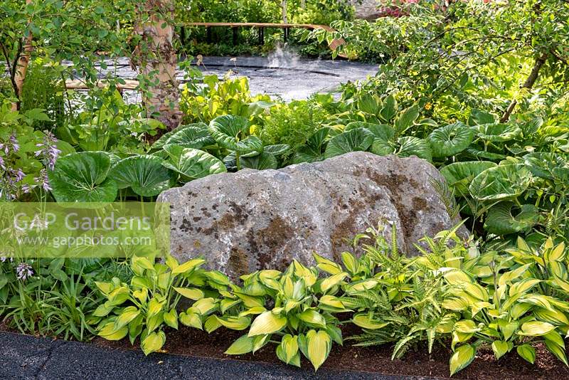 Large stone boulder surrounded by Hosta 'June' and Farfugium japonicum 'Giganteum' - The Smart Meter Garden, RHS Hampton Court Palace Flower Festival 2019