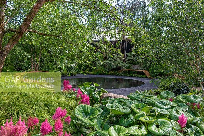 Circular pool with curved benches, Farfugium japonicum 'Giganteum' in foreground - The Smart Meter Garden, RHS Hampton Court Palace Flower Festival 2019