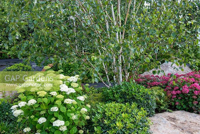 Betula utilis underplanted with Hydrangea arborescens 'Strong Annabelle', Pittosporum tobira 'Nana' and Hydrangea arborescens 'Ruby' - The Smart Meter Garden, RHS Hampton Court Palace Flower Festival 2019