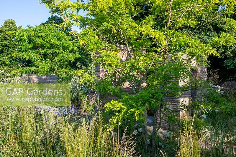 Gleditsia triacanthos - Honey Locust tree underplanted with Deschampsia  - The RHS Sanctuary Garden, RHS Hampton Court Palace Flower Festival 2019