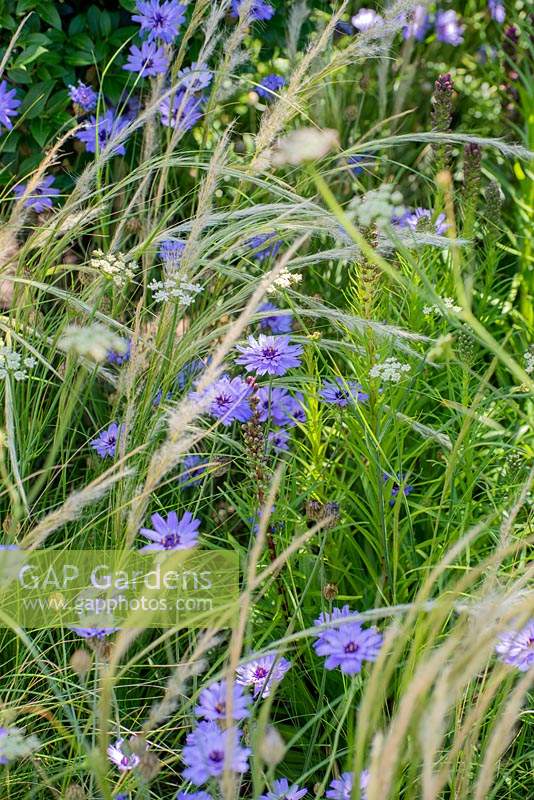 Mixed planting of Catananche and grasses. RHS Hampton Court Palace Flower Festival 2019.