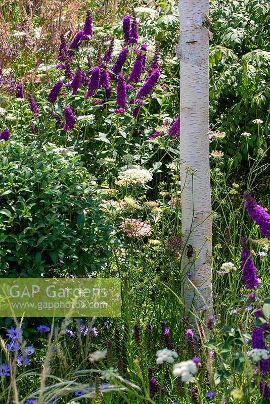 Bark of Betula utilis surrounded by planting of mixed perennials and shrubs including Daucus carota 'Dara' and Buddleja. RHS Hampton Court Palace Flower Festival 2019.