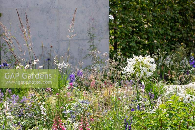 Soft Summer planting of white Agapanthus, Gaura and Calamagrostis - The Viking Cruises Lagom Garden, RHS Hampton Court Palace Flower Festival 2019