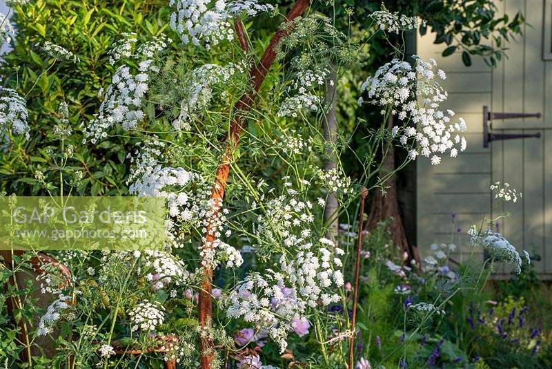 Ammi majus - The Naturecraft Garden, RHS Hampton Court Palace Flower Festival 2019