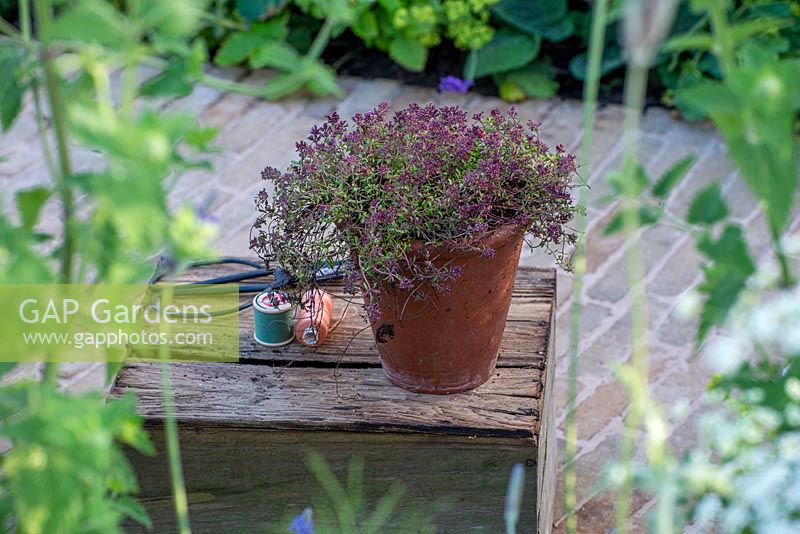 Purple flowering Thyme in a terracotta pot - The Naturecraft Garden, RHS Hampton Court Palace Flower Festival 2019