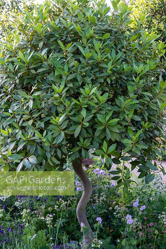 Standard Bay, Laurus nobilis with curved stem - The Naturecraft Garden, RHS Hampton Court Palace Flower Festival 2019