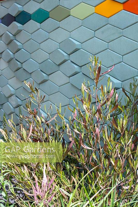 Dodonaea viscosa 'Purpurea' next to 3D wall cladding. RHS Hampton Court Palace Garden Festival 2019.