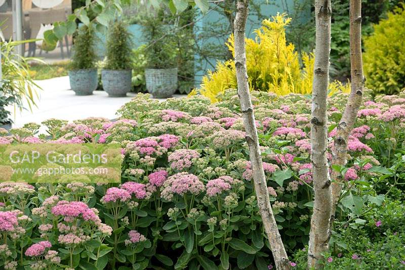 Sedum Herbstfreude and Betula utilis in border in the garden with 3 pots filled with Muehlenbeckis.