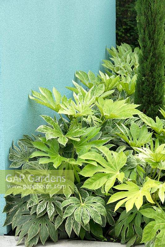 Fatsia japonica, planted in border in front of aqua coloured wall.