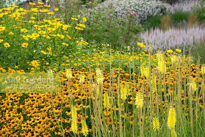 Kniphofia yellow, Tagetes and Heliopsis.