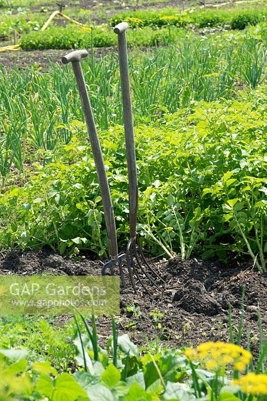 Pitchforks with T-shaped handles in front of rows of vegetables