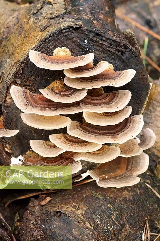Trametes versicolor - Turkeytail Bracket Fungus - on a log