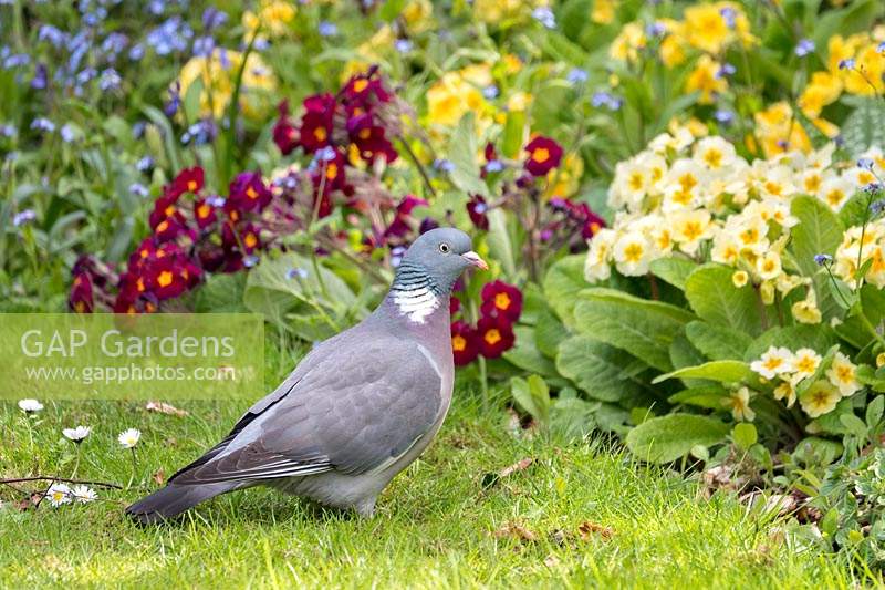 Columba palumbus - Wood Pigeon - on lawn near bed of Primula