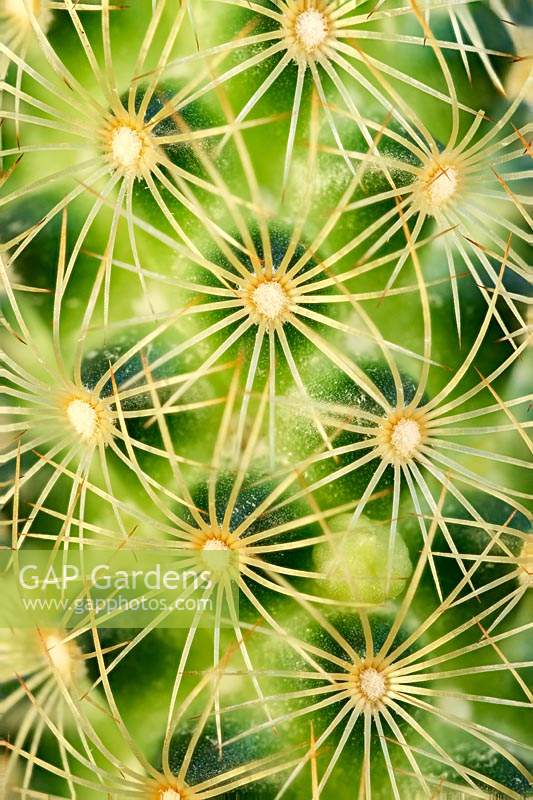 Mammillaria elongate - Ladyfinger Cactus - showing pattern made by spines