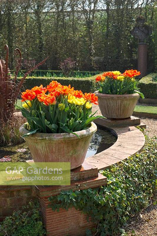 Tulipa 'Monte Orange' and 'Monte Carlo' - Tulips - in containers on plinths around a raised pond