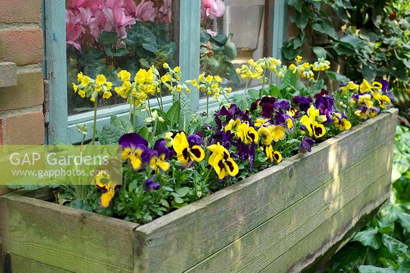 Primula veris - Cowslip - with Viola - Pansy -  in a wooden trough under a window