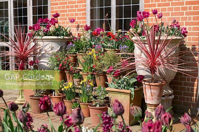 Pots raised up and staged for a container display against house wall. Cordyline 'Charlie Boy' with display of bulbs including Tulipa - Tulip