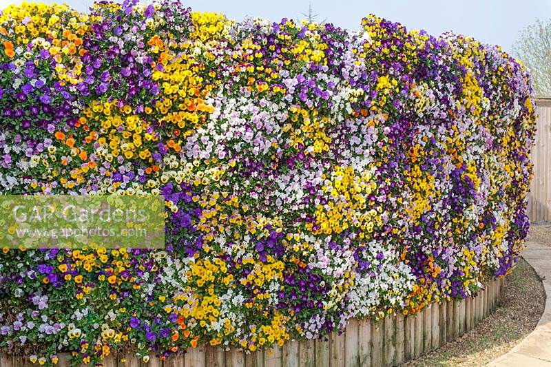 Viola planted vertically to create a living flower wall or screen