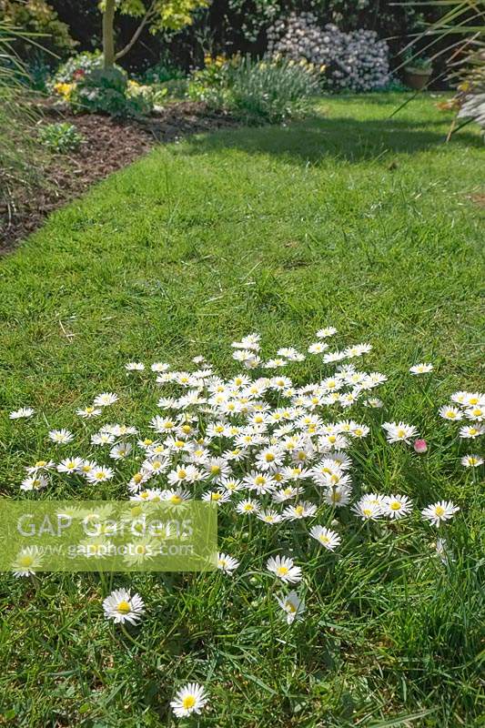 Bellis perennis - Common Daisy - growing in an uncut lawn