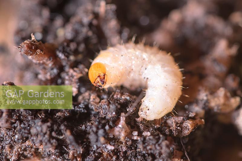 Otiorhynchus sulcatus - Vine Weevil - grub in compost