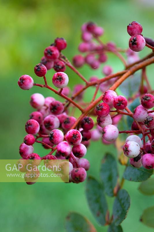 Sorbus hupehensis 'Rosea' berries