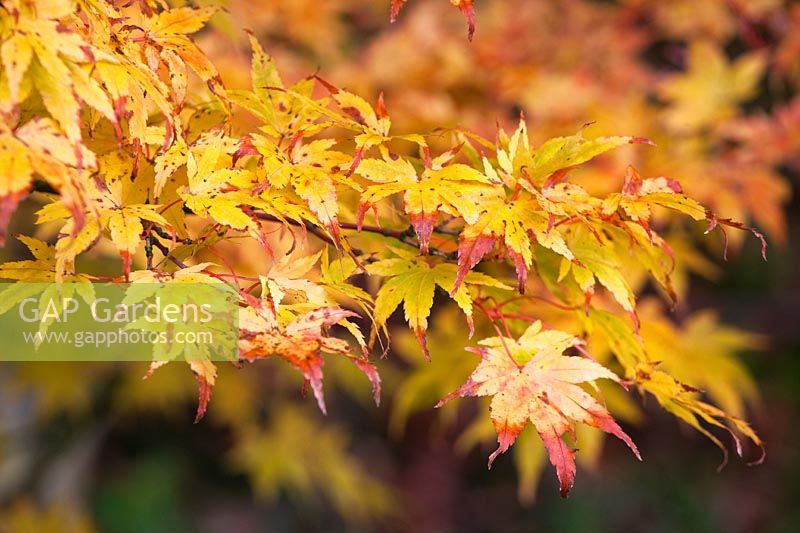 Acer palmatum 'Sango Kaku' - Coral Bark Maple