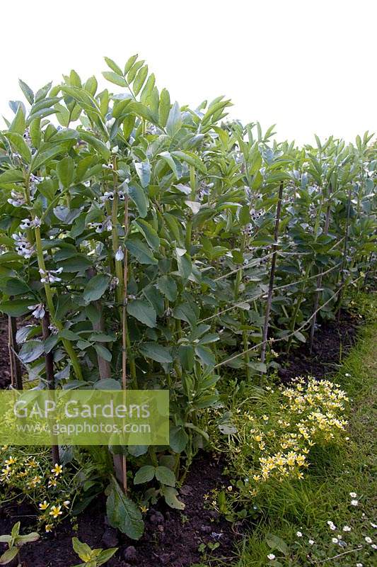 Rows of broad beans supported by canes and twine