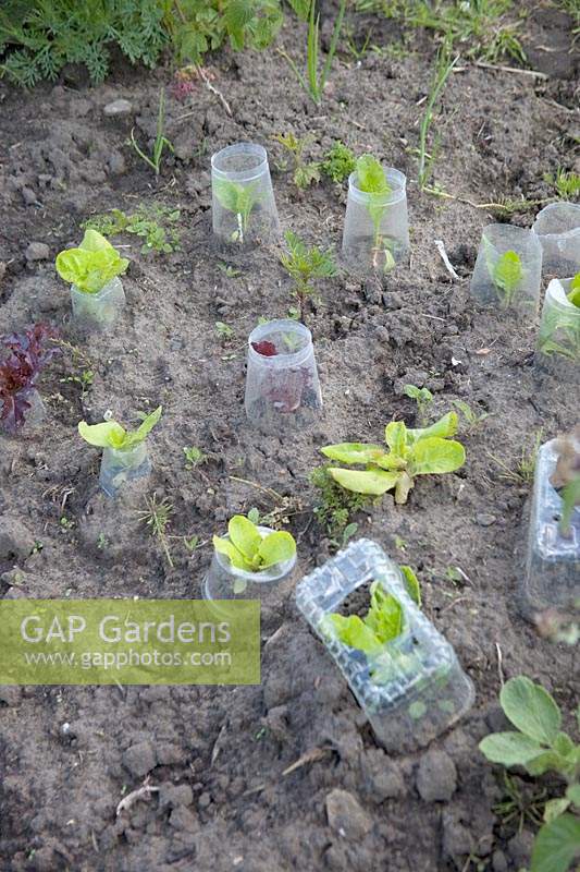 Cut off plastic bottles used as mini cloches for young lettuce plants