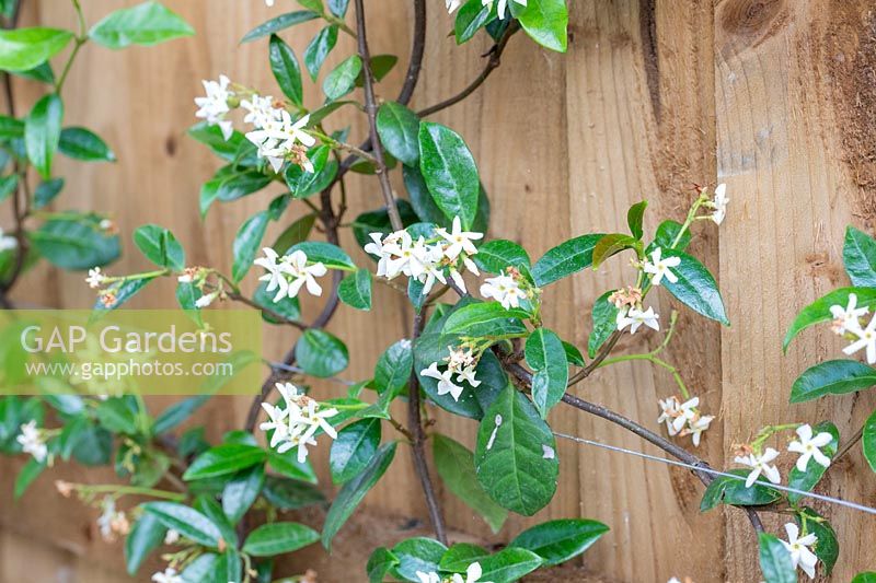 Trachelospermum jasminoides - Star jasmine growing on wires fixed to wooden fencing