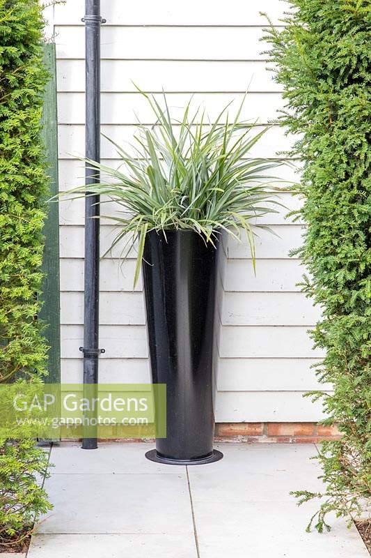 Tall black planter with Astelia.