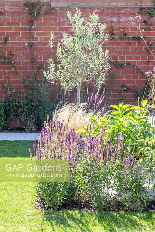 Mixed planting in narrow border including Olive tree, Salvia and Stipa.