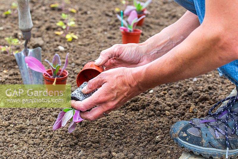 Woman removing pot from young Hesperis plants prior to planting