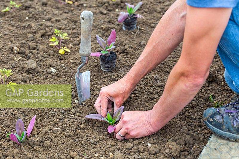 Woman firming the soil around newly planted Hesperis