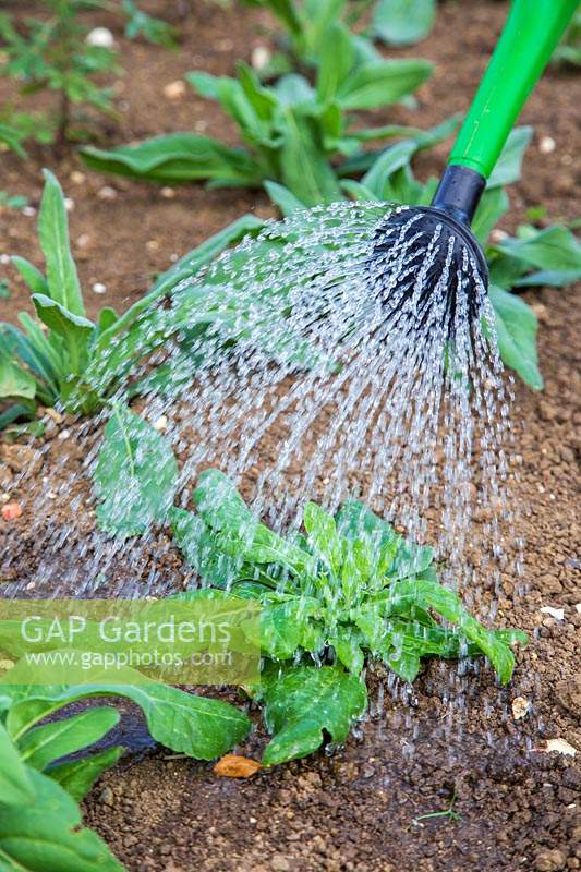 Watering young Hesperis - Sweet Rocket plants with watering can
