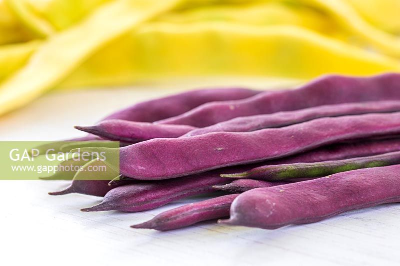 Harvested Climbing Bean 'Cosse Violette'.